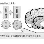 brain1.jpg