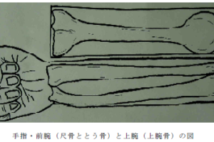 手指・前腕（尺骨ととう骨）と上腕（上腕骨）の図.PNG